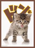ブロッコリーキャラクタースリーブ「子猫」リバイバル [ブロッコリー] 2023年1月28日発売